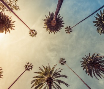 Los Angeles palm trees, low angle shot. Sun rays